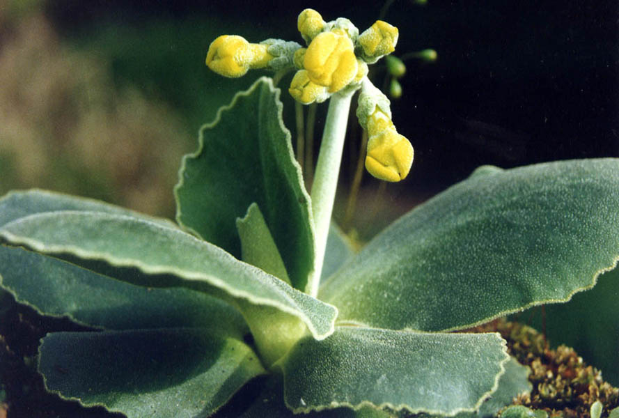 Primula auricula en fleurs sur des éboulis calcaires dans les Alpes